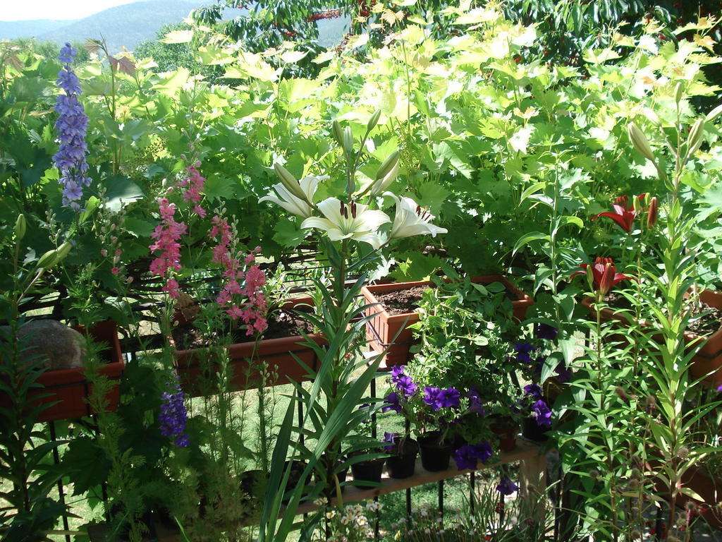 Abruzzo Segreto Bed & Breakfast Navelli Luaran gambar